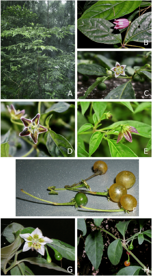 Atlantic-Forest-and-Flexuosum-Clade-species-A-Capsicum-campylopodium-B-C.png
