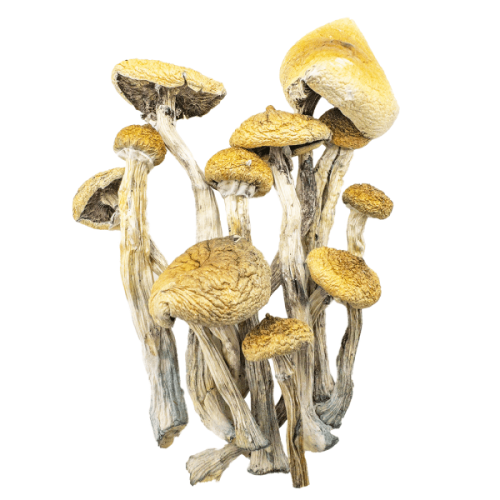 golden-teachers-shrooms-0130-600x600.png