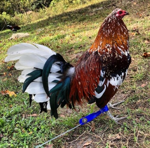 World-class American Gamefowl is available for purchase at Gamefowlsforsale.net. Prepare formidable and ferocious fowl for your upcoming cockfighting battle. Buy now!




https://www.gamefowlsforsale.net/product/buy-american-gamefowl/
