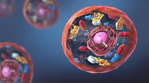 Alexa-Fluor-488-anti-Bax-100-mg-Biology-Cells.jpg