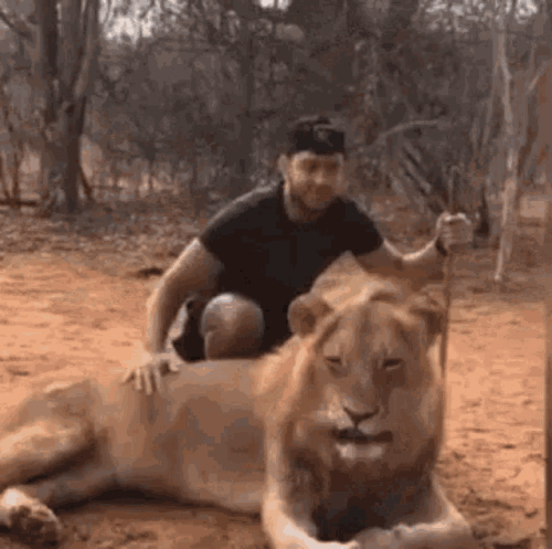 lion.gif