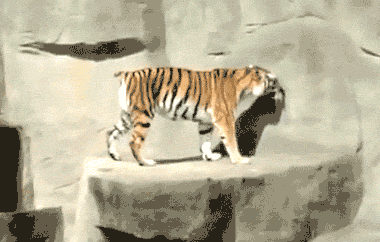 a-tiger-is-startled-by-a-bird-flying-past.gif