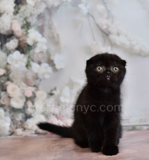 At Interpetsnyc.com, locate the ideal animal friend! The fun and affectionate personality of our kittens for sale in Brooklyn are sure to win your heart.

https://interpetsnyc.com/