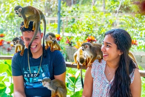 Book the best excursion for the Monkeyland tour online Dominican Republic at Vipexcursiones.com. Experience a unique adventure in the Dominican Republic with a guided tour of Monkeyland, with time to interact with our beautiful and playful squirrel monkeys. Check out our site for more info.
https://vipexcursiones.com/tour-monkey-land/