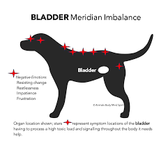 Bladder-Meridian-Acupuncture-Points-In-Dogs.png