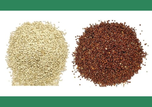 Quinoa-Seeds_-1024x723.jpg