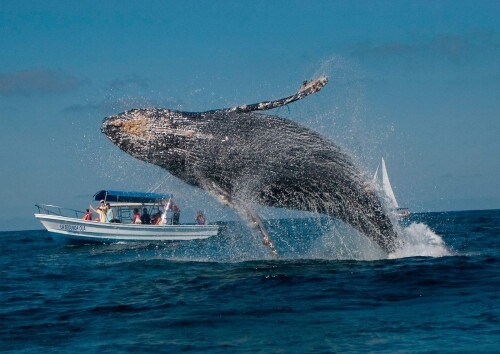 Ballena-Jorobada.jpg